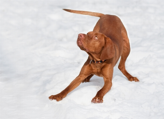 Snow winter play puppy Photo