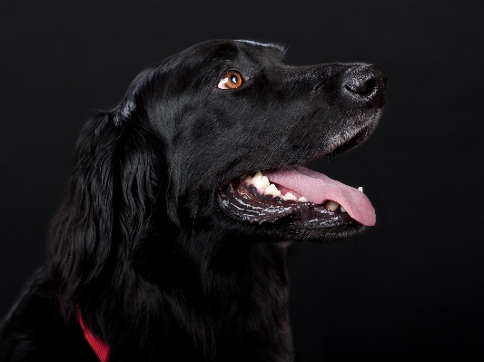 Foto Cane animale domestico mammifero nero