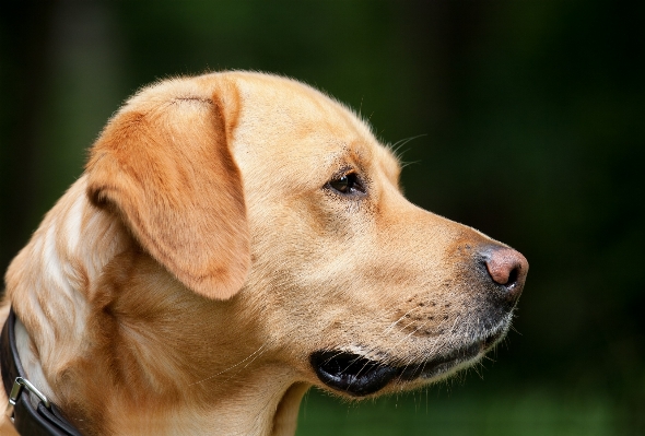 Foto Anak anjing profil peliharaan