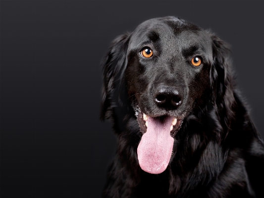 Foto Anjing peliharaan mamalia hitam