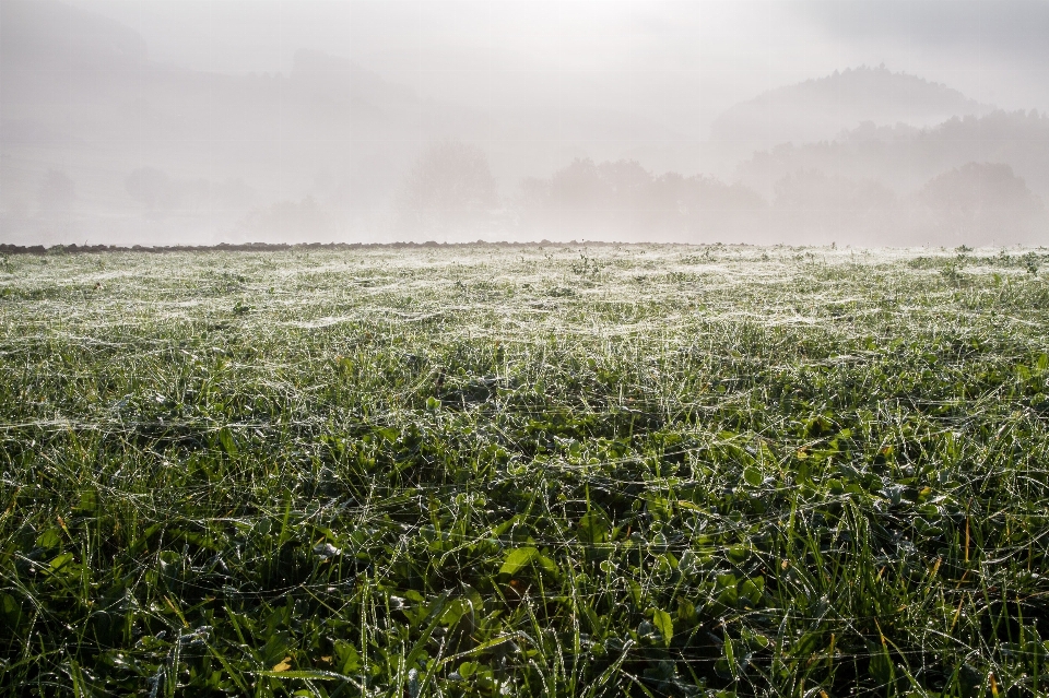 Landscape nature grass horizon