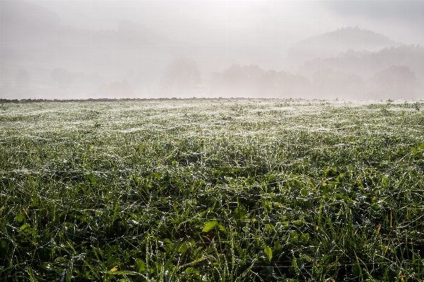 Landscape nature grass horizon Photo