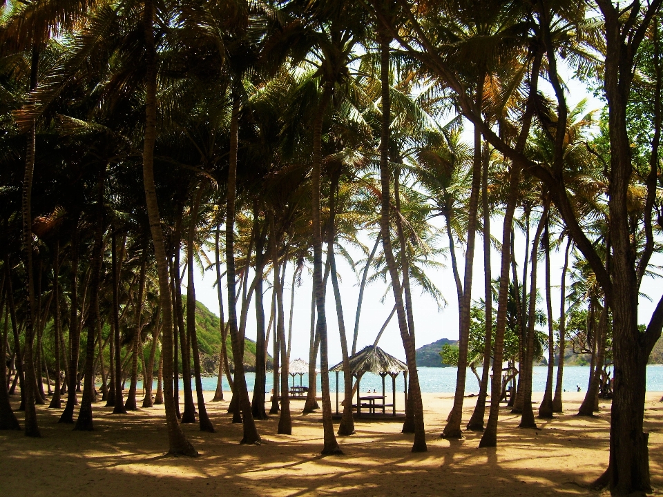 Plage mer arbre lumière du soleil