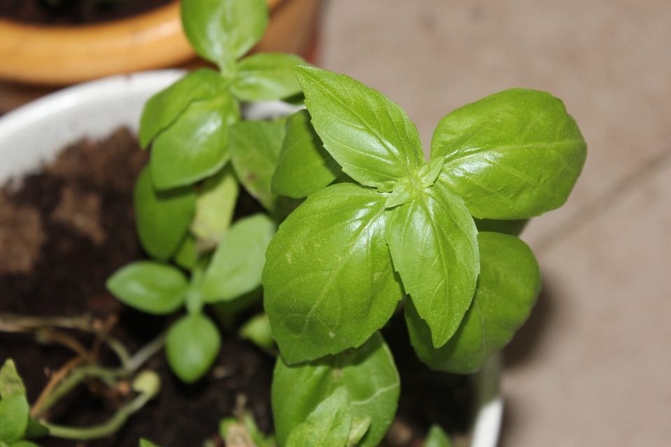 植物 葉 花 食べ物