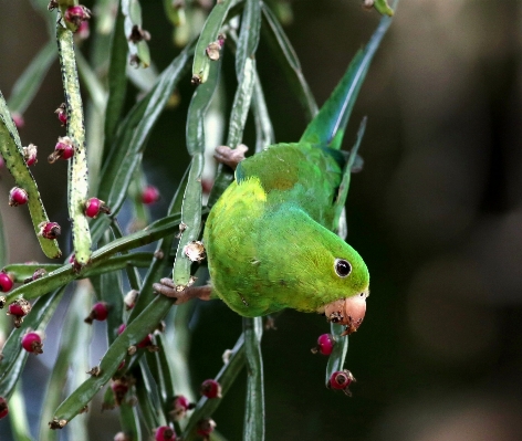 ブランチ 鳥 花 見ている 写真