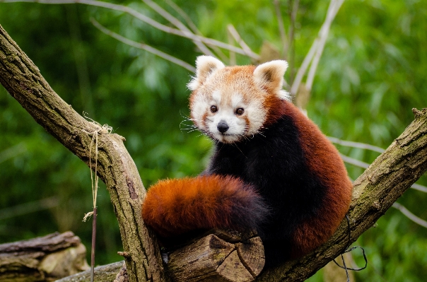 Foto Pohon alam satwa imut-imut