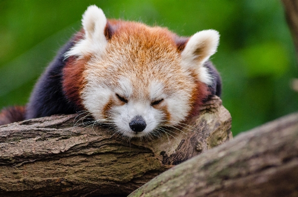 Foto Albero natura animale carino