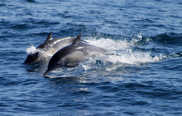 Sea water nature ocean Photo