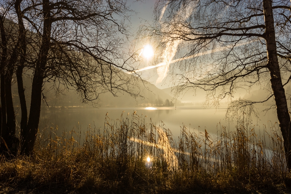 Landscape tree water nature