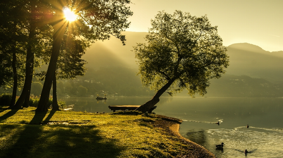 Landscape tree water nature