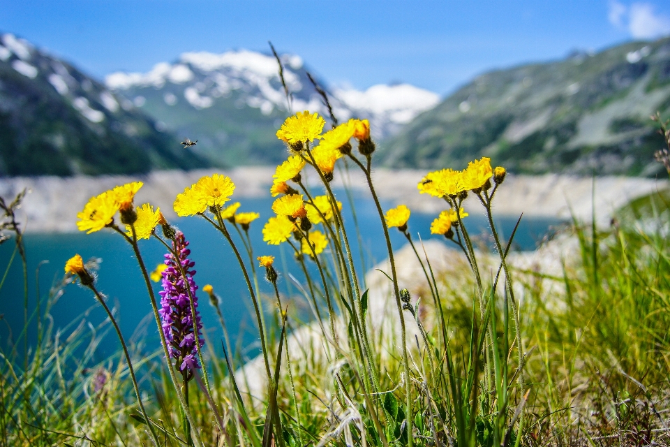 Landscape nature grass mountain