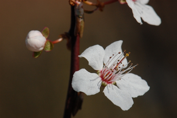 木 ブランチ 花 植物 写真