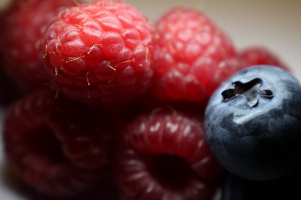 Plant raspberry fruit berry Photo