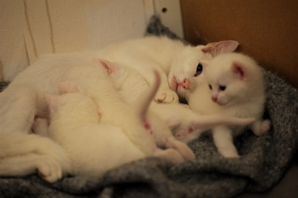 Kätzchen katze säugetier leben Foto