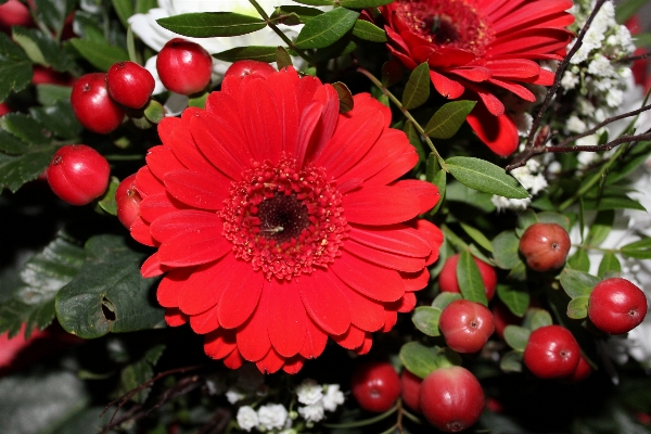 Plant flower petal bouquet Photo