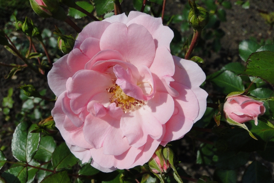 Natura fiore pianta petalo