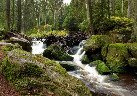 Landscape tree water nature Photo