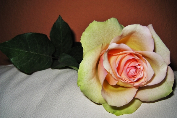 Blossom plant flower petal Photo