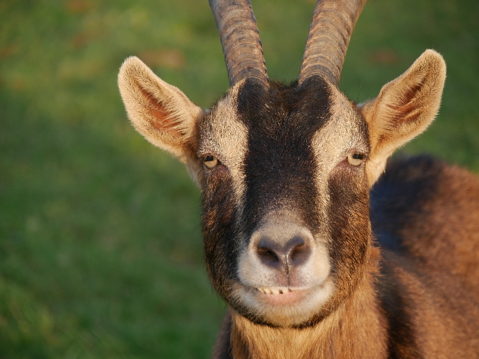 Nature farm animal wildlife