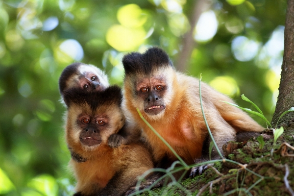 Foto Animais selvagens natural mamífero unha