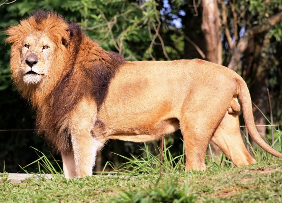 Foto Erba guardare animali selvatici selvaggio