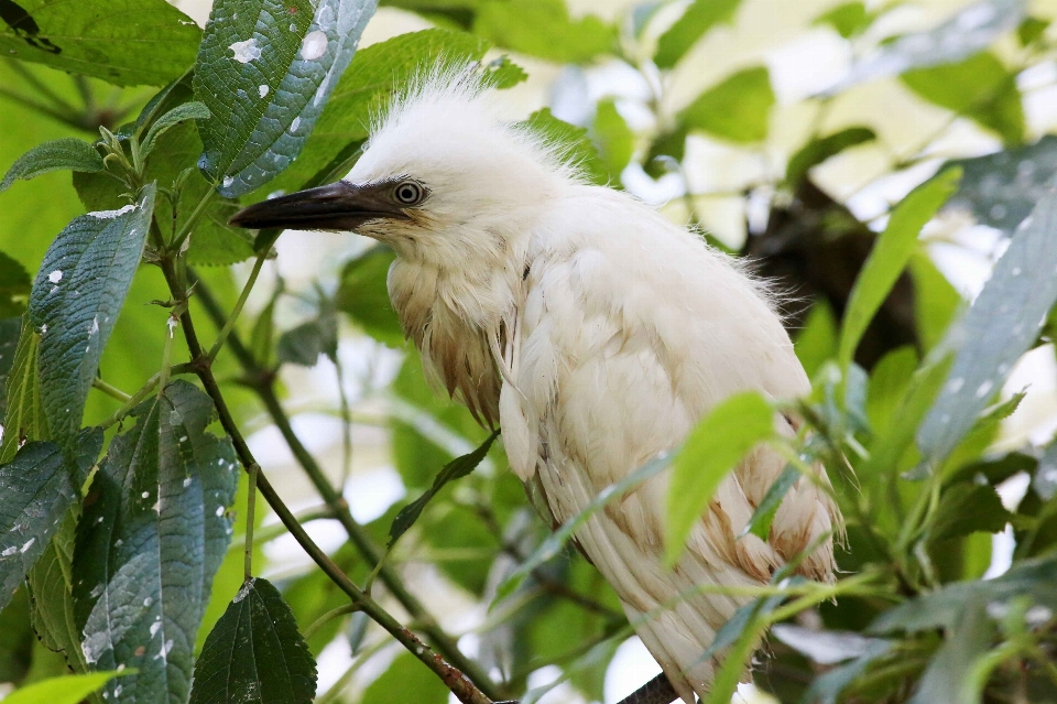 Natura ramo uccello animali selvatici