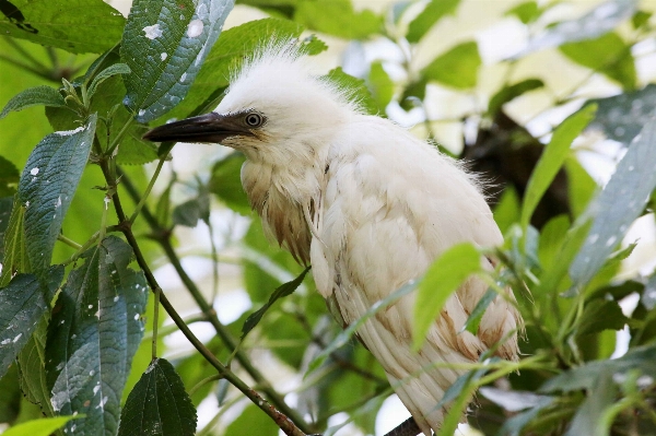 Nature branch bird wildlife Photo