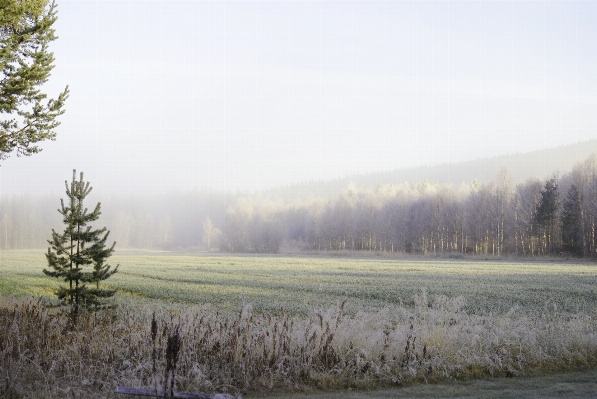 Landscape tree nature forest Photo