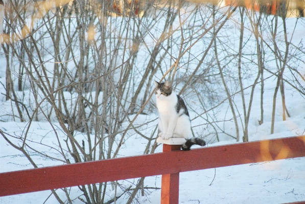 Branch snow winter bird Photo