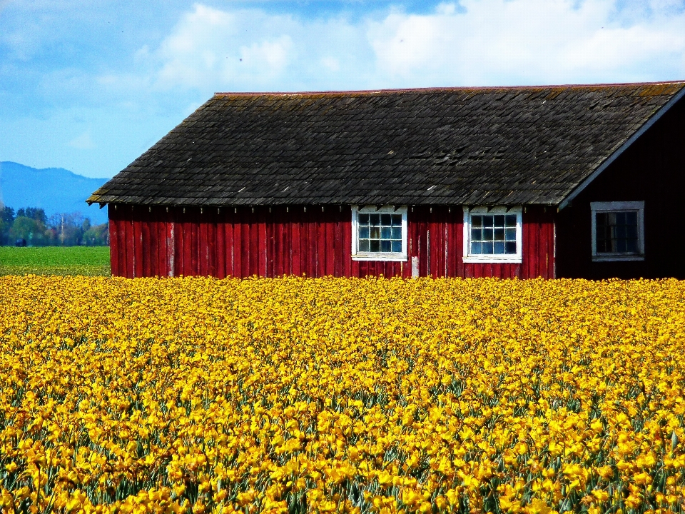 Landschaft natur blüte wachstum