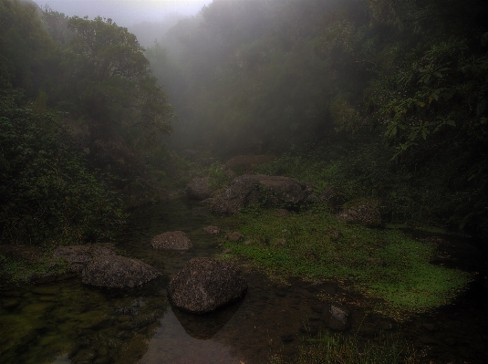 Landscape tree water nature Photo