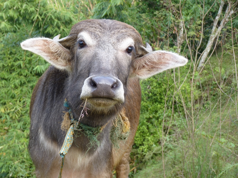 Prado
 animais selvagens cabra buzina