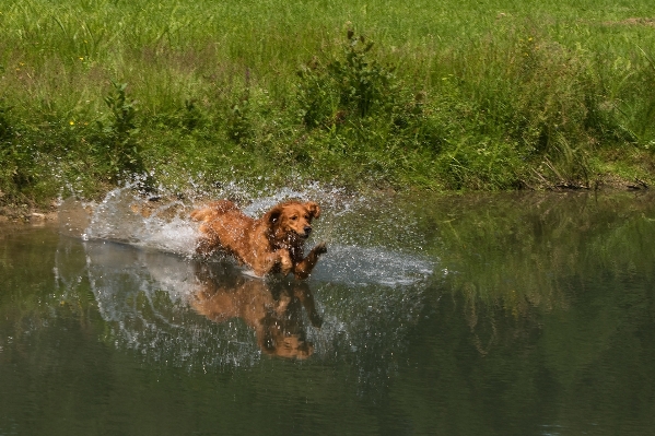 Water wilderness dog animal Photo