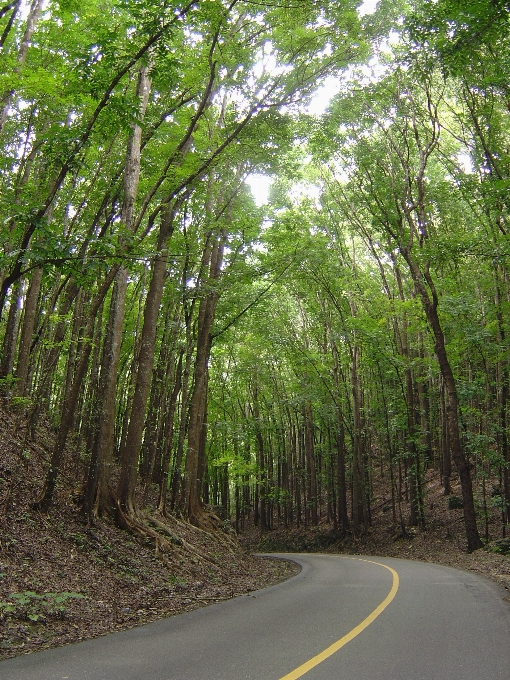 Baum natur wald anlage