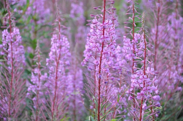 Nature plant meadow flower Photo