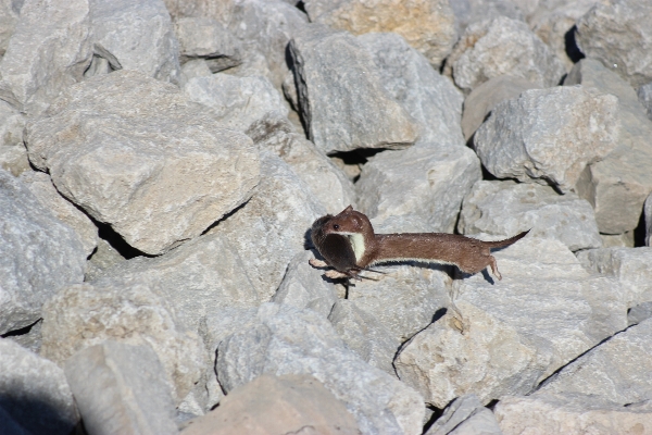 Rock 野生動物 野生 虫 写真