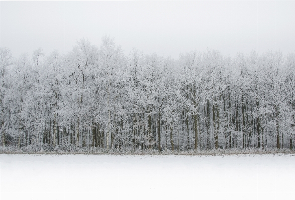 Tree nature forest branch Photo