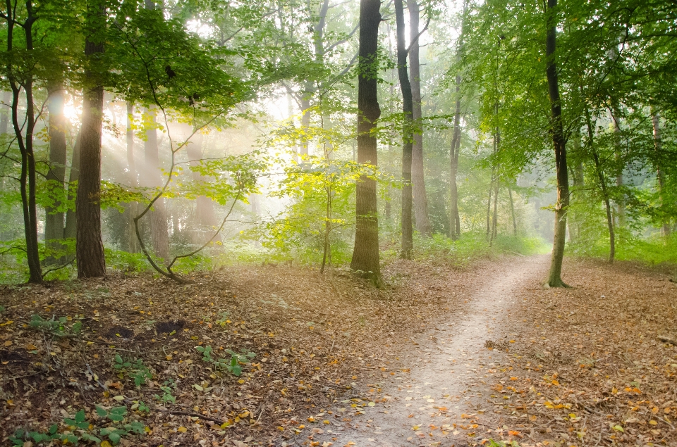 Paesaggio albero natura foresta