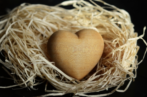 Bird wood heart food Photo