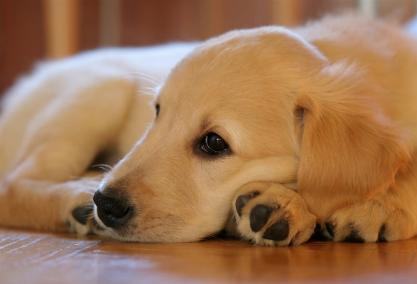 Foto Anak anjing peliharaan muda