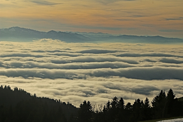 Landscape nature forest horizon Photo