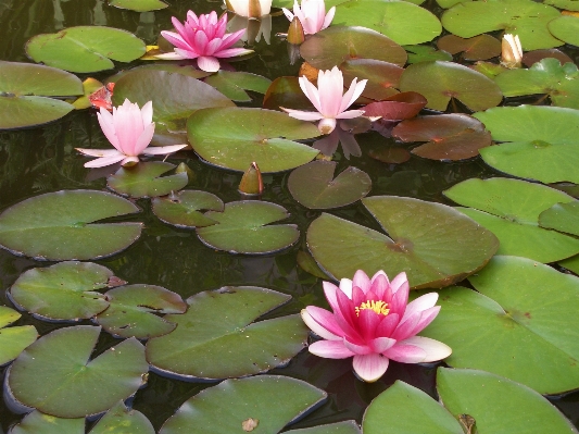 Blossom plant flower petal Photo