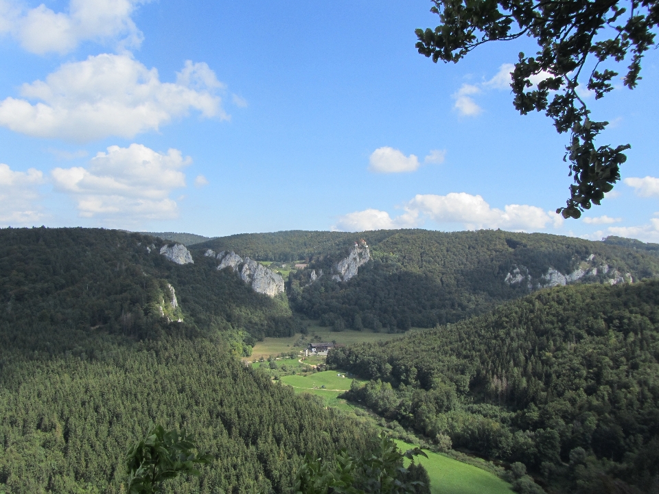 Paysage arbre nature forêt