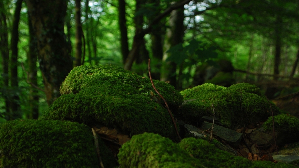 Landschaft baum natur wald