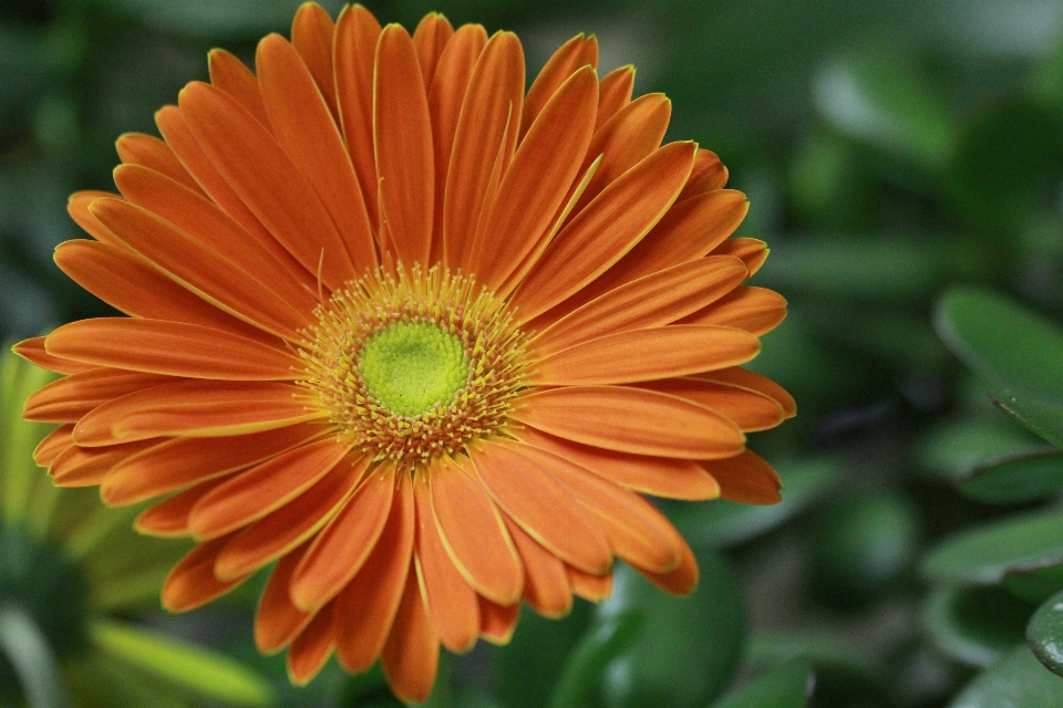 Anlage blume blütenblatt gänseblümchen