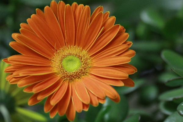 Plant flower petal daisy Photo