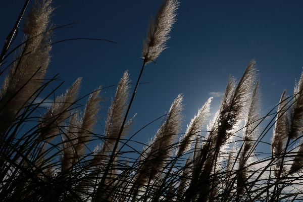 Tree nature grass horizon Photo