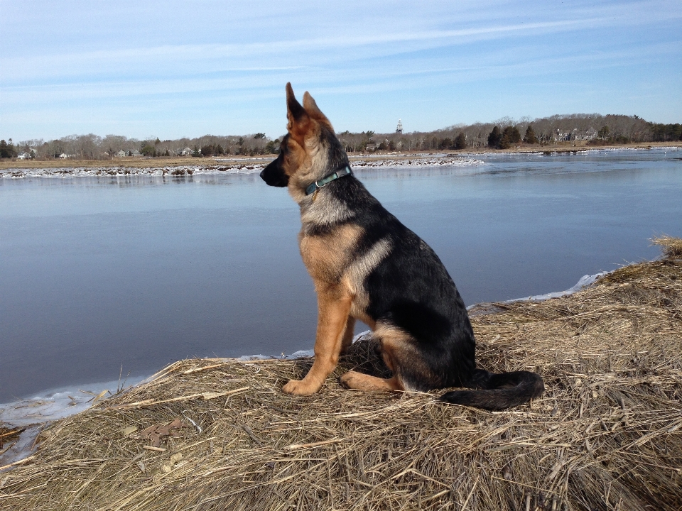 Sahil köpek yavrusu köpek
