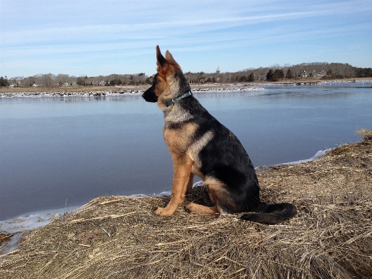 Beach puppy dog canine Photo