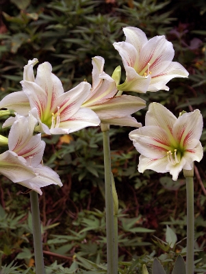 自然 植物 白 花 写真